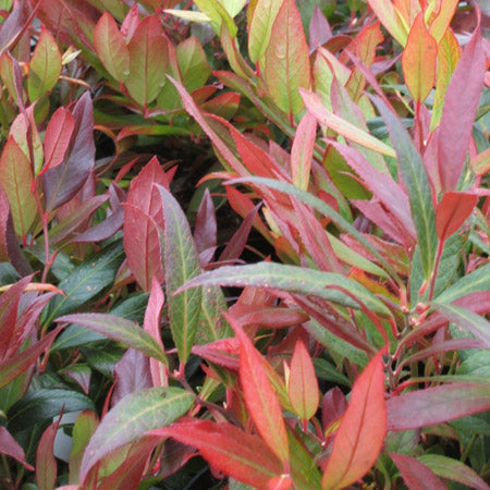 Leucothoe 'Red Lips' (2 Litre)