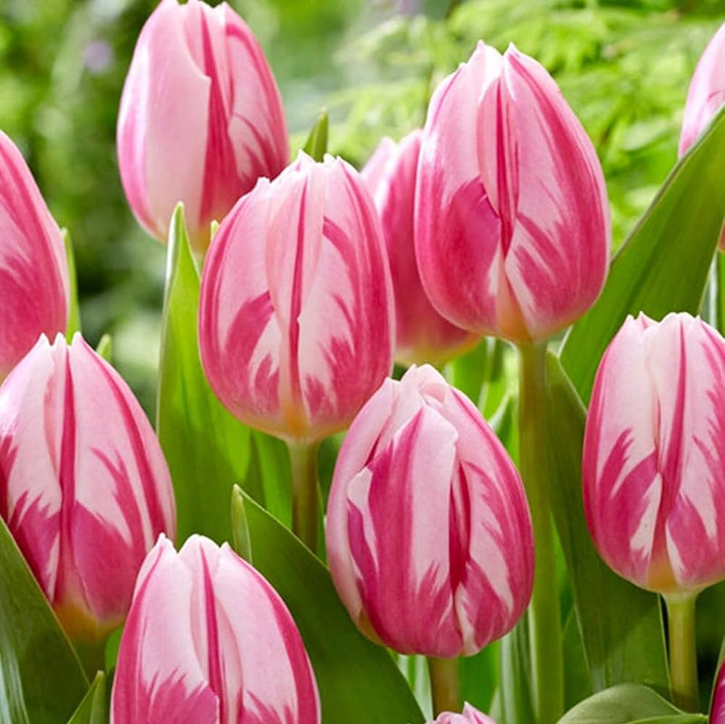 Tulip 'Bojangles' (6 Pack)