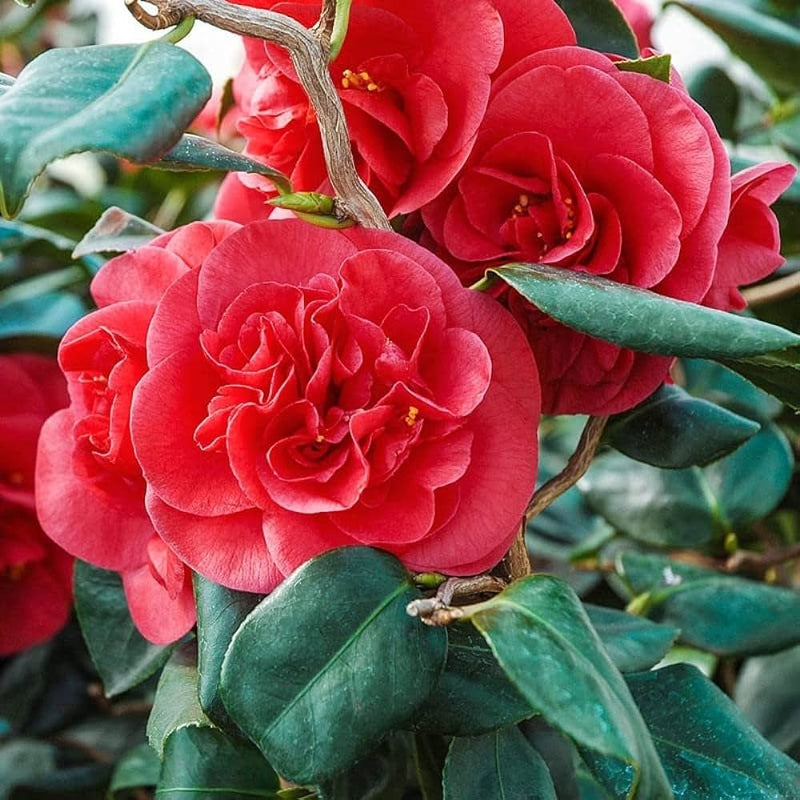 Camellia | Camellia japonica 'Curly Lady' (1.5 Litre)