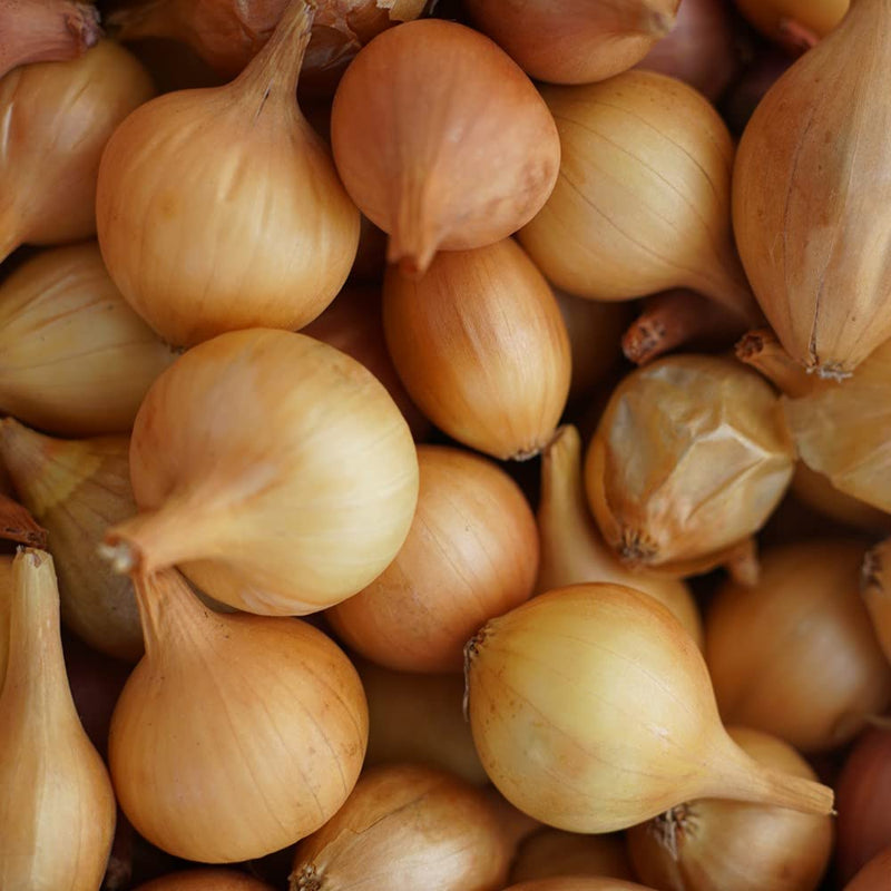 Onion 'Ailsa Craig' (Giant/Show Vegetable)
