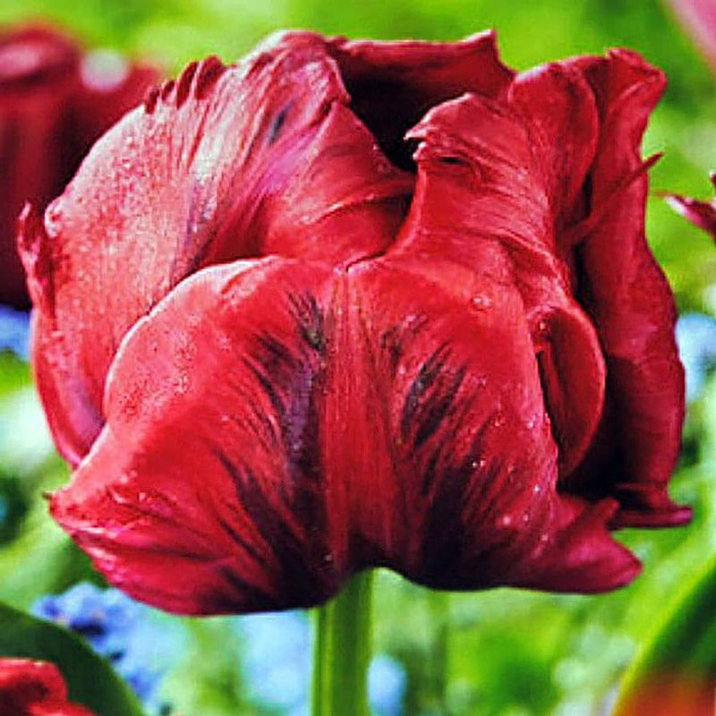 Tulip 'Red Madonna' Bulbs