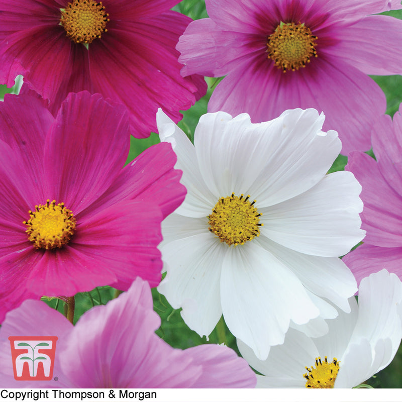 Cosmos 'Sonata Series Mixed'