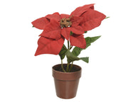 Poinsettia in Pot Christmas Red 20 cm