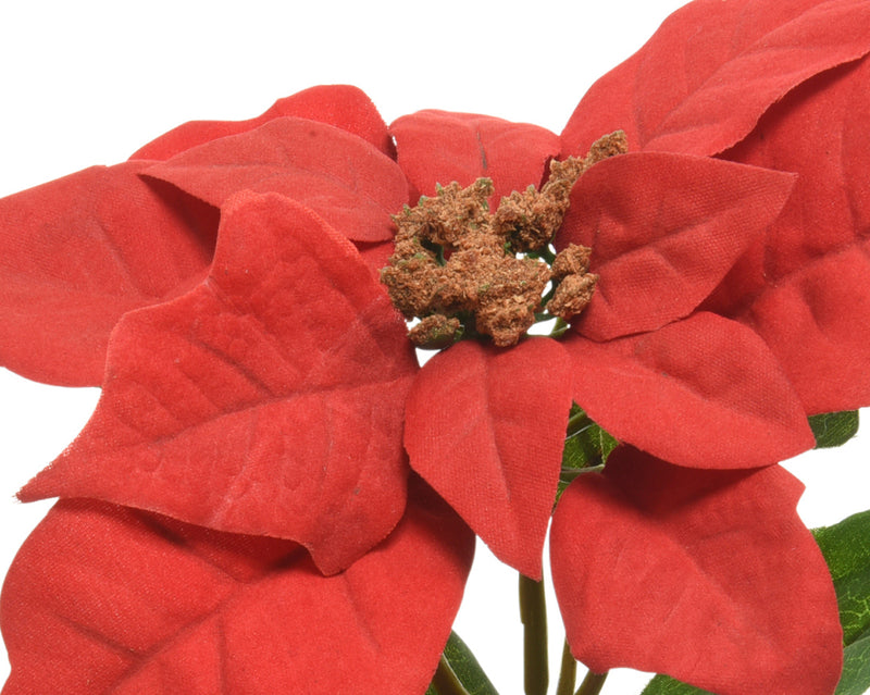 Poinsettia in Pot Christmas Red 20 cm