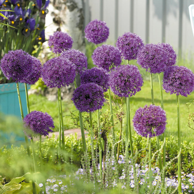 Allium 'Purple Sensation' (6 Pack)