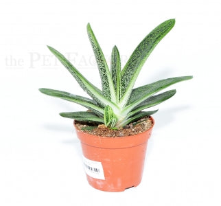 Gasteria 'Little Warty' Succulent