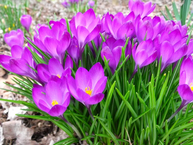 Crocus 'Ruby Giant' (50 Pack)