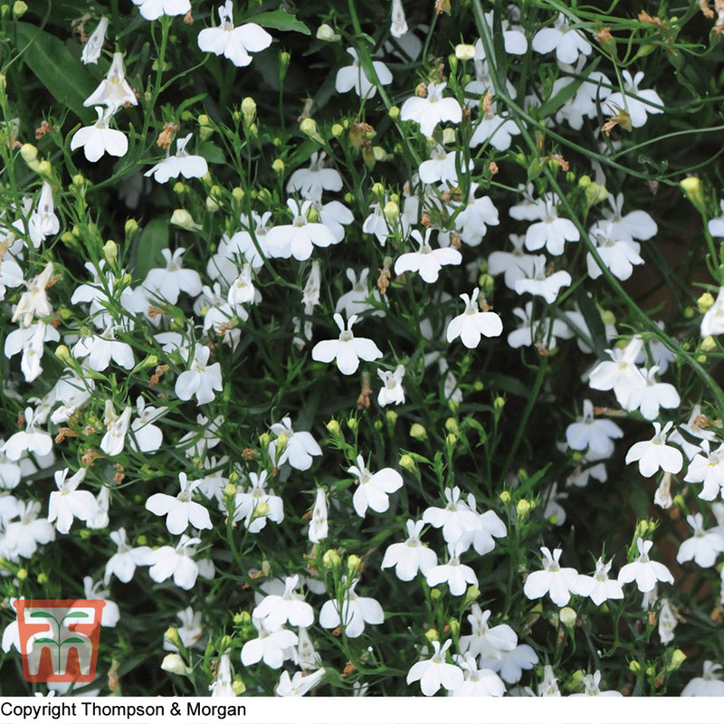 Lobelia Trailing White Cascade