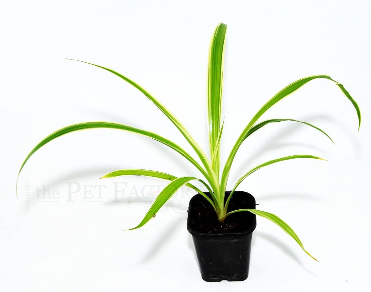 Spider Plant | Chlorophytum comosum 'Variegatum'