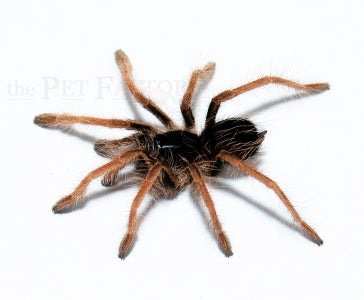 Colombian Giant Red Leg | Megaphobema robustum (S/Med)