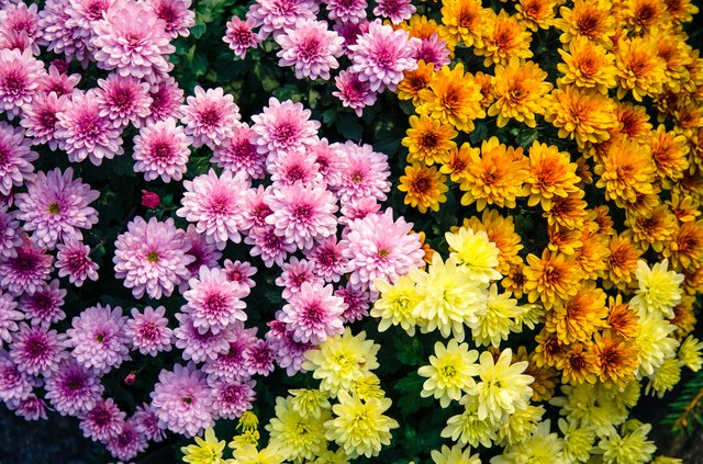 Chrysanthemum | Garden Mums (2 Litre)