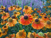 Helenium 'Mardi Gras' 