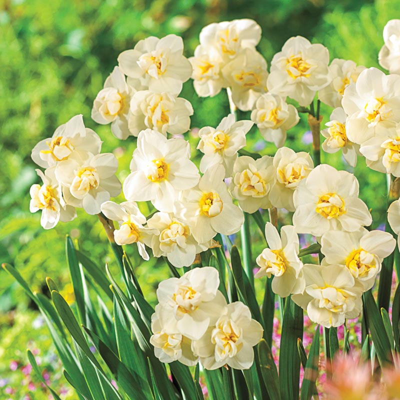 Daffodil Narcissus 'Fragrant Cheer' (15 Pack)
