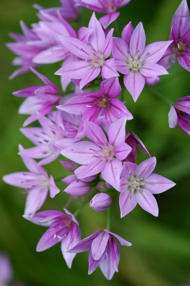 Allium 'Eros' (8 Pack)