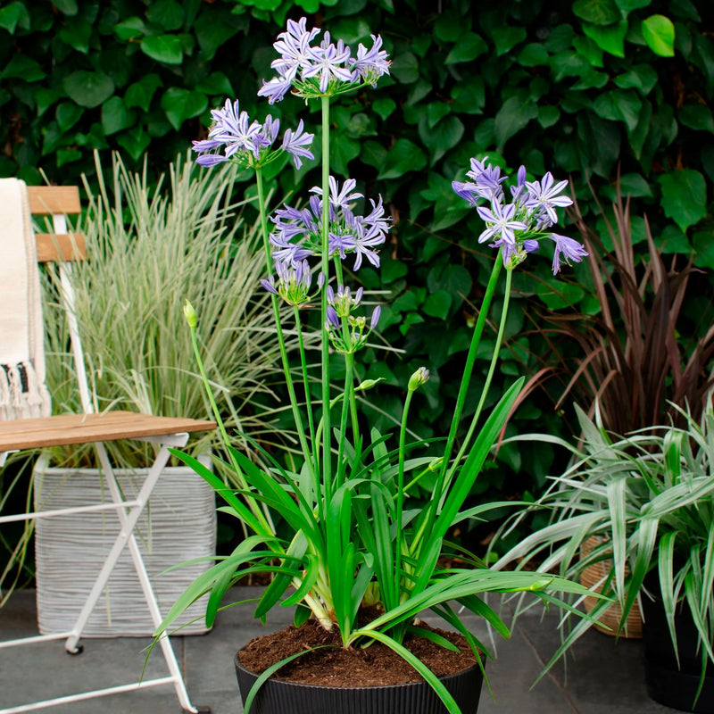 Agapanthus 'Charlotte' (3Litre)