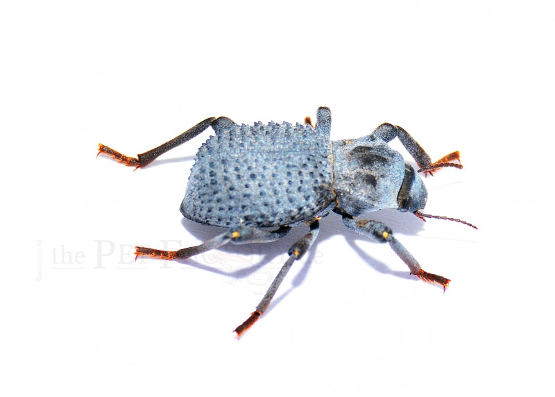 Blue Death Frightening Beetle | Asbolus Verrucosus