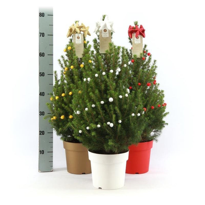 Picea glauca 'December' with Christmas Garland and Star (70-75cm)