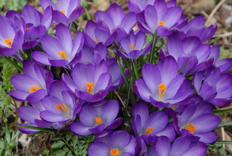 Crocus 'Ruby Giant' (15 Pack)