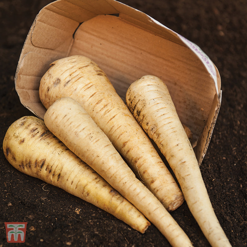 Parsnip 'Tender and True'