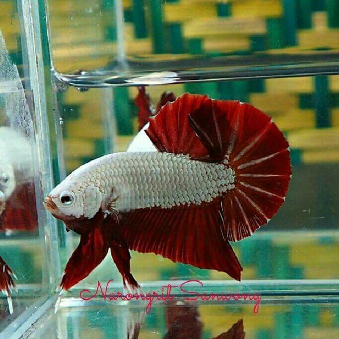 Siamese Fighter Plakat Red Dragon Male (L)