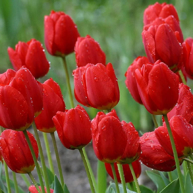 Tulip 'Red Impression' (7 Pack)