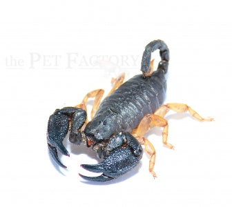 Tree Creeper Scorpion | Opisthacanthus asper