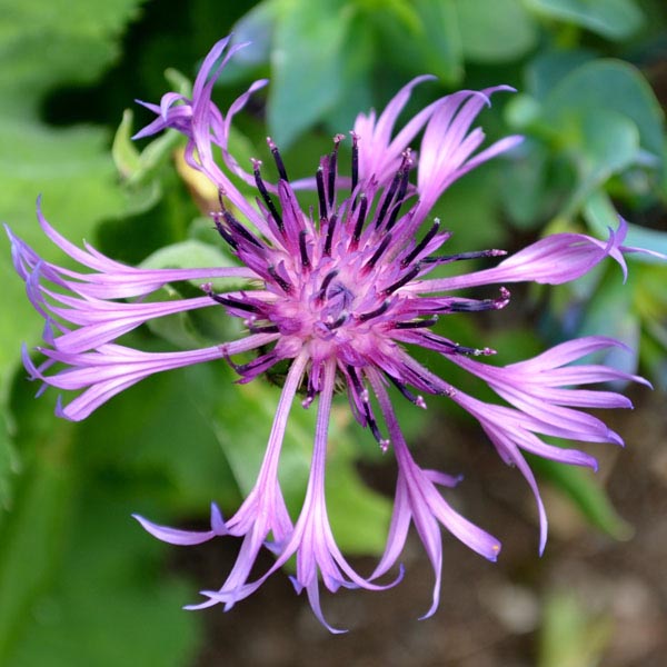 Centaurea montana 'Amethyst Dream'