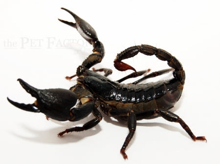 Asian Blue Forest Scorpion | Heterometrus cyaneus