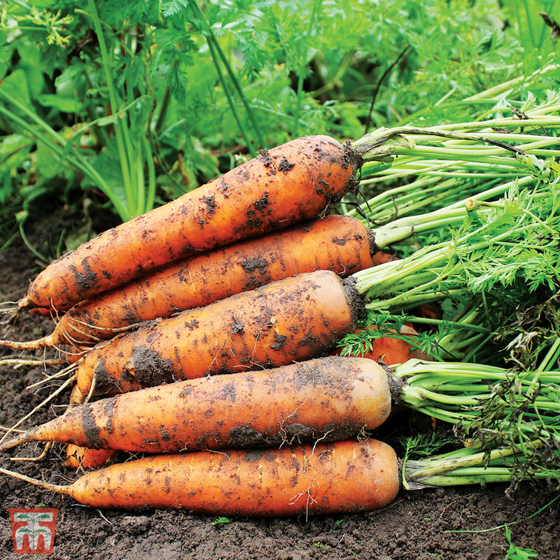 Carrot 'Resistafly' F1 Hybrid