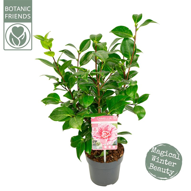 Camellia japonica 'Bonomiana' 1.5 Litre