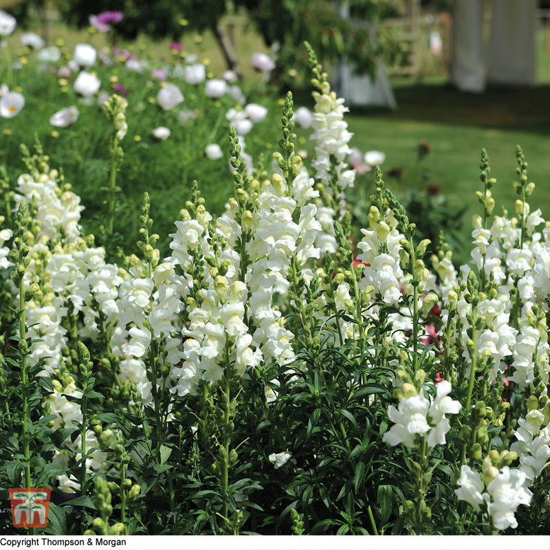 Antirrhinum 'Royal Bride'