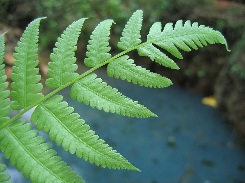 Athyrium filix-femina | Lady Fern 2 Litre