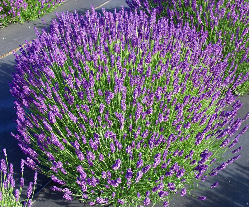 Lavander | Lavandula angustifolia 'Hidcote' 2 Litre