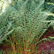 Male Fern | Dryopteris filix-mas 'Linearis Polydactyla'