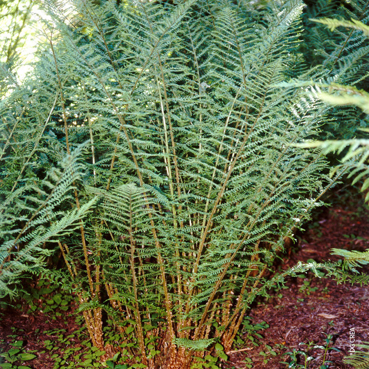Buy Tree Ferns Online Ireland Dicksonia antartica For Sale Huge