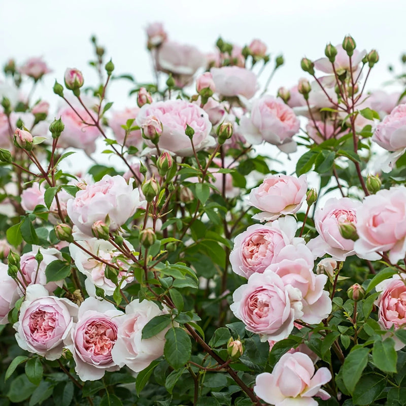 Wildeve David Austin Fragrant Rose 6 Litre