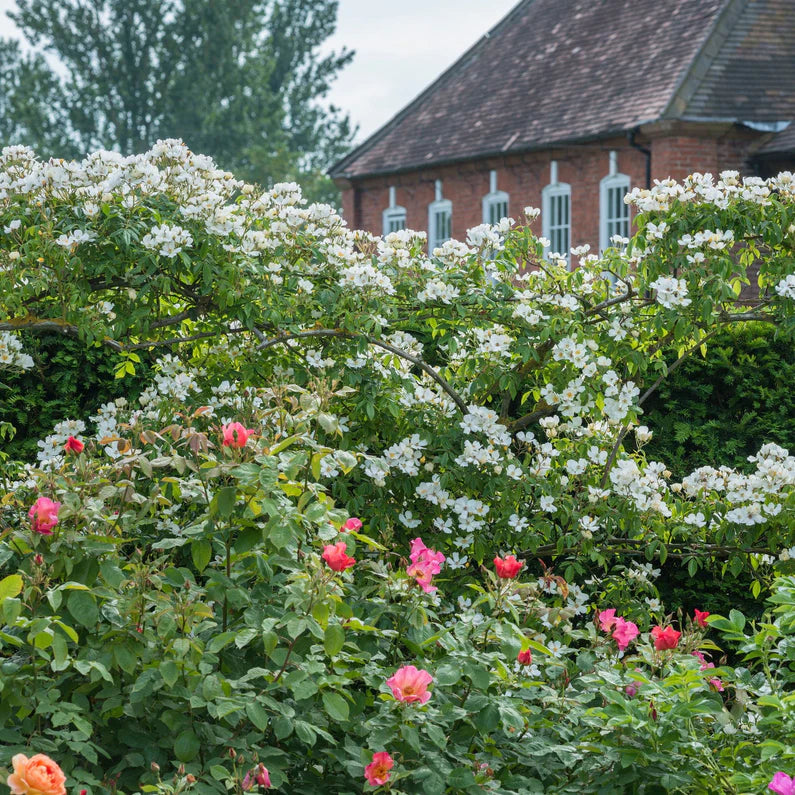 Wedding Day Rambler Climbing Rose 5 Litre
