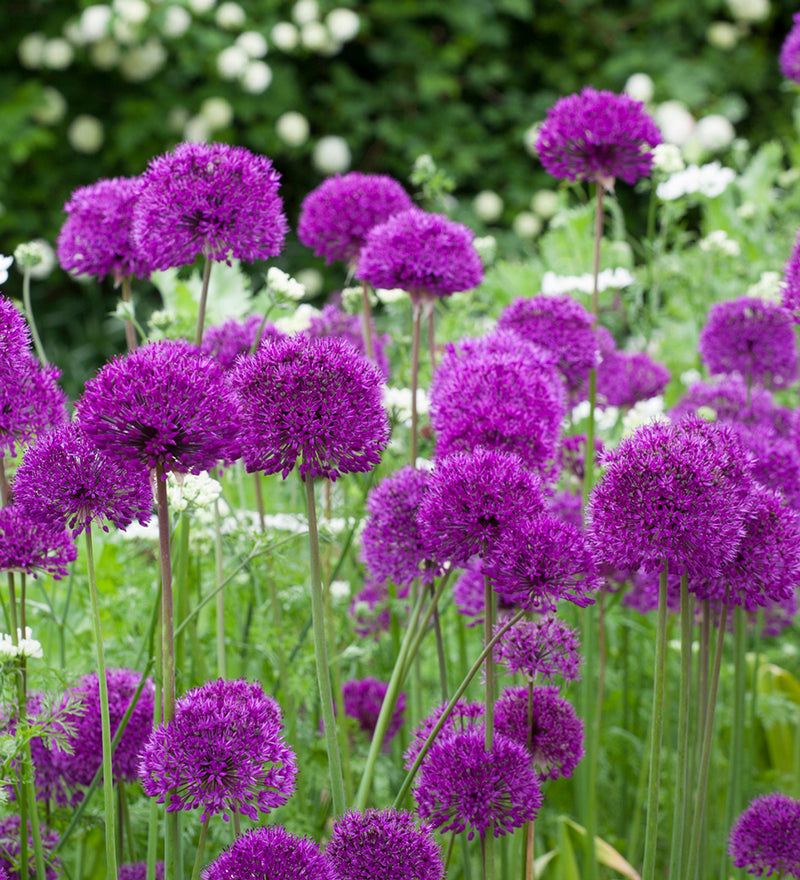 Allium 'Purple Sensation' (6 Pack)