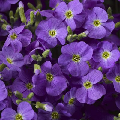 Aubrieta 'Axcent Light Blue' (9cm)