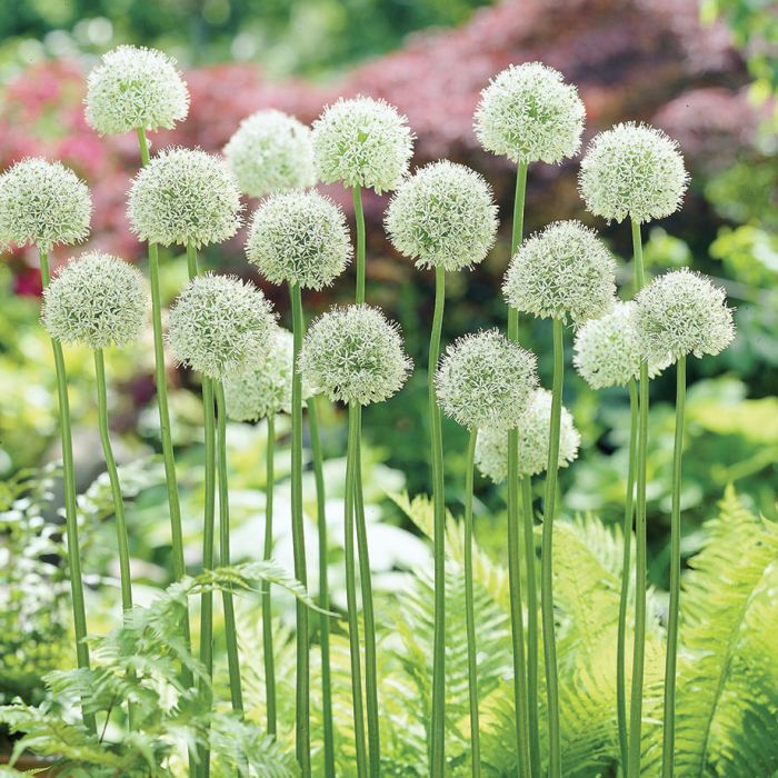 Allium 'Mount Everest' (1 Pack)