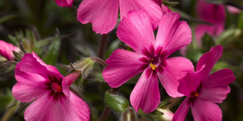 Phlox Goldiphlox Cherry (9cm)