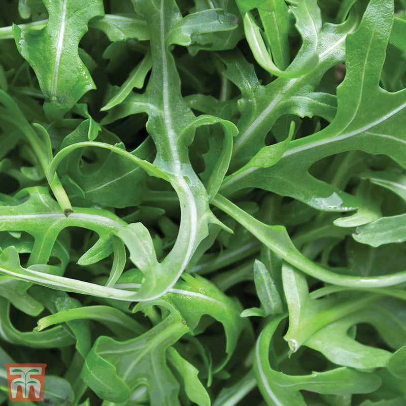 Herb Rocket Wild