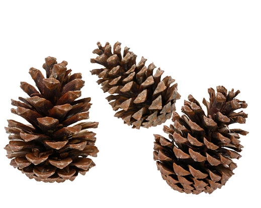 Decorative Christmas Pinecone (15x2 cm)