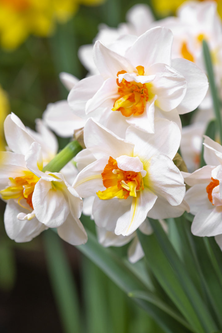 Daffodil Narcissus 'Flower Drift' (5 Pack)