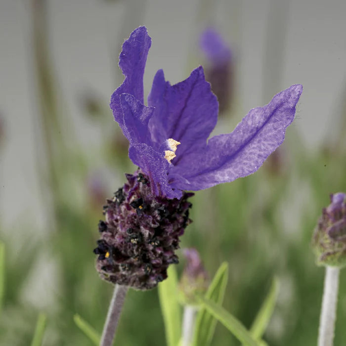 Lavandula Stoechas Castilliano Lilac |