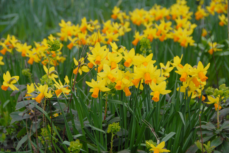 Daffodil Narcissus 'Jetfire' (8 Pack)
