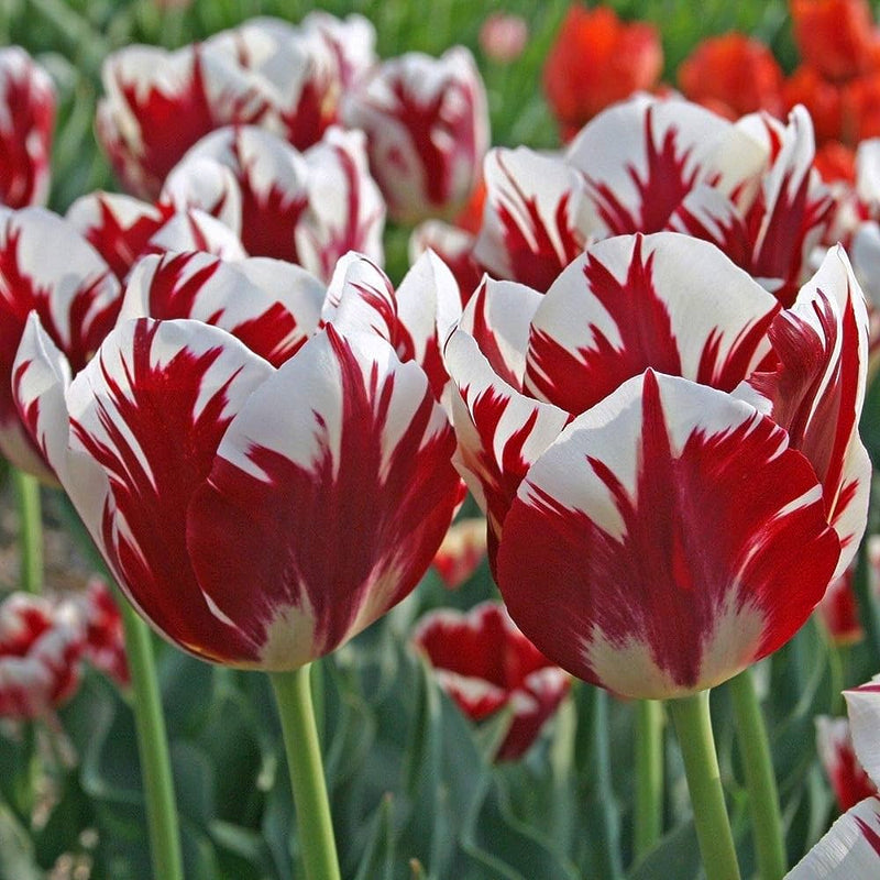 Tulip Grand National Bulbs (XL)
