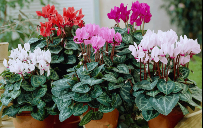 Cyclamen in Pot (13cm)