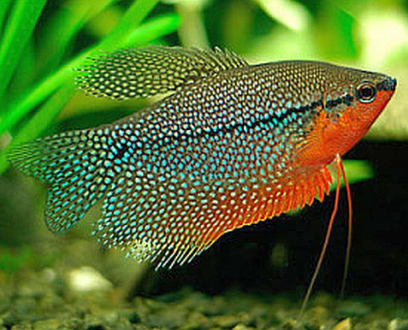 Pearl Gourami Medium Large