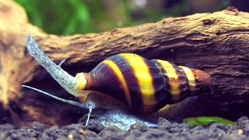 Assassin Snail | Anentome helena (L)